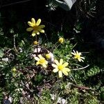 Senecio leucanthemifolius Kwiat