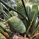 Macrozamia lucida Bloem