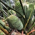 Macrozamia lucida Flower