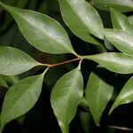 Psidium oligospermum 葉