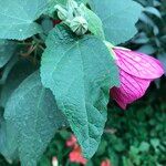 Abutilon spp. Deilen