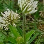 Trifolium montanum Flor