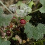 Androsace rotundifolia موطن