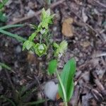 Epipactis rhodanensis Blomst