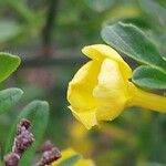 Chrysojasminum fruticans Λουλούδι