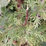 Artemisia annua Blatt