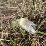 Pulsatilla vulgarisÇiçek