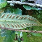 Asplenium sagittatum Ffrwyth