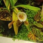 Maxillaria egertoniana Кветка