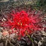 Lycoris radiataFlor