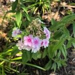 Phlox drummondiiFiore