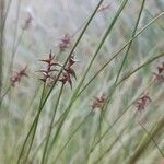 Carex davalliana Virág