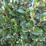 Diospyros whyteana Hoja