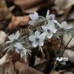 Eranthis pinnatifida Цвят