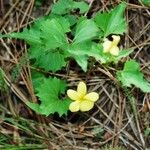 Viola lobata Hábito