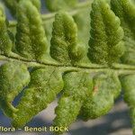 Dryopteris mindshelkensis Leaf