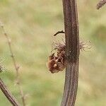 Rumex confertus Fruit