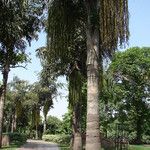 Caryota urens Bark