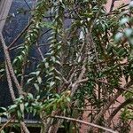 Agapetes serpens Alkat (teljes növény)