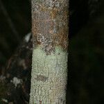 Vepris lanceolata Ŝelo