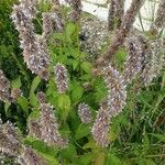 Agastache foeniculum 整株植物