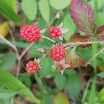 Rubus occidentalisFruto