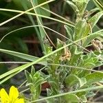 Oenothera humifusa برگ