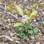 Viburnum prunifolium Virág