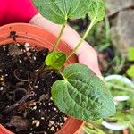 Rudbeckia fulgida Leaf