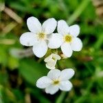 Androsace chamaejasme Flower