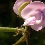Strophostyles helvola Цветок