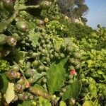 Opuntia dillenii Fruit