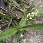 Cyrtorchis ringens Habit