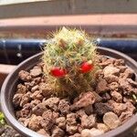 Mammillaria prolifera Листок