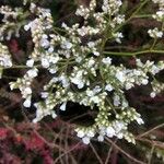 Limonium bellidifolium Flor