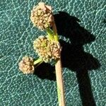 Scirpoides holoschoenus Flor