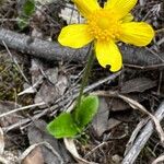 Ranunculus bullatus ফুল