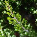 Erica arborea List