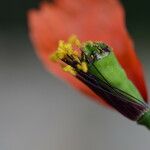 Papaver pinnatifidum 花