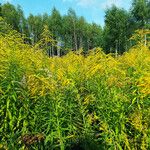 Solidago canadensis Blad