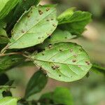 Celtis mildbraedii Blatt