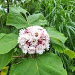 Clerodendrum chinense Blüte