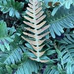 Polypodium vulgare autre