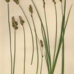 Carex disticha Tervik taim