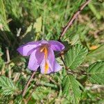 Crocus nudiflorusFlower