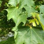 Acer cappadocicum Blad