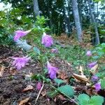 Clinopodium grandiflorum Staniste