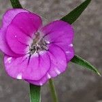 Agrostemma githago फूल