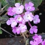 Lantana montevidensis Цвят