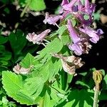 Corydalis solida Otro